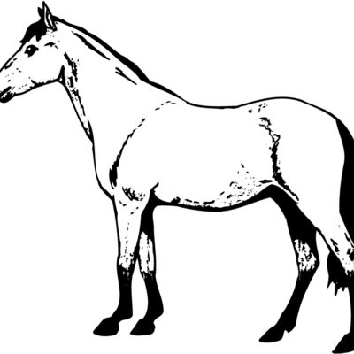 HORSE029 Thumbnail