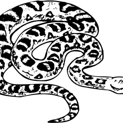 SNAKE001 Thumbnail