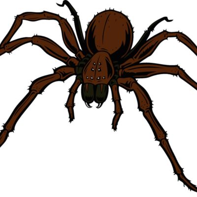 esspider006clr Thumbnail