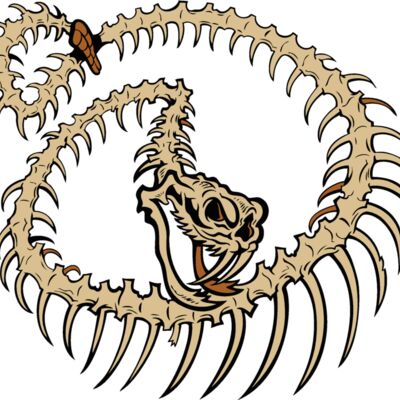 snake skeleton Thumbnail