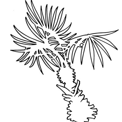 landscapepalm Thumbnail