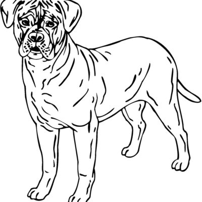 bullmastiff 01 Thumbnail