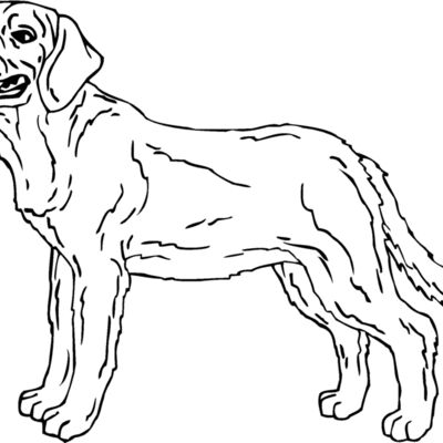 labrador01 Thumbnail