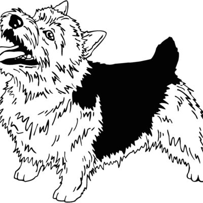 norwich terrier 01 Thumbnail