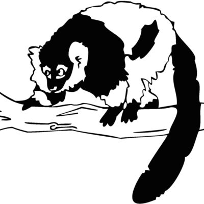 bw lemur Thumbnail