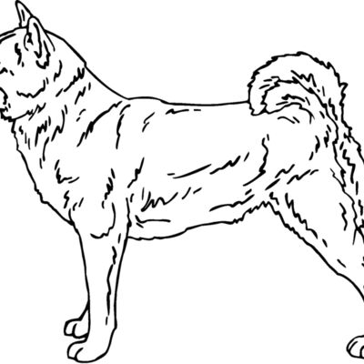 shiba inu 01 Thumbnail