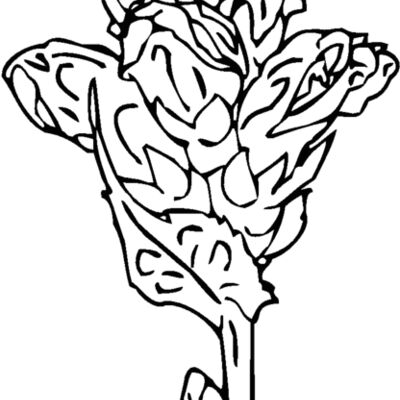 turtlehead Thumbnail