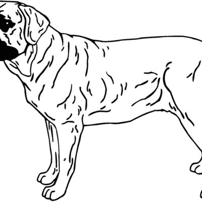 bullmastiff Thumbnail