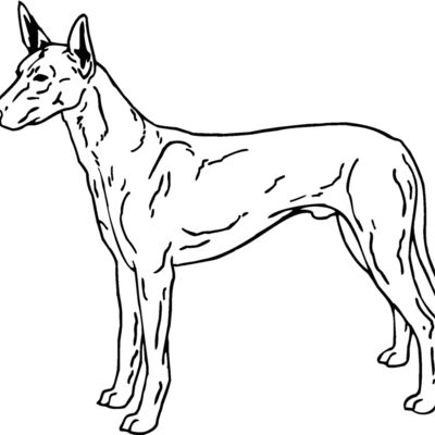 pharoah hound dog Thumbnail