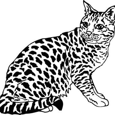 ocicat2 Thumbnail