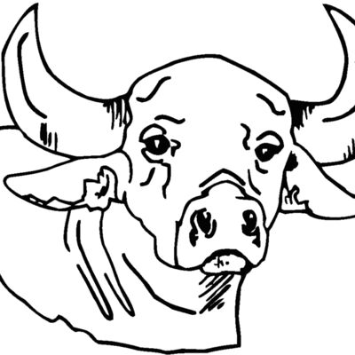 bull Thumbnail