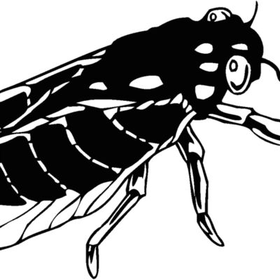 cicada Thumbnail