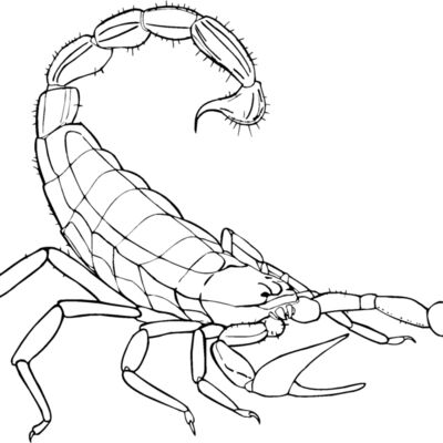 scorpion Thumbnail