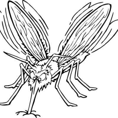 mosquito Thumbnail