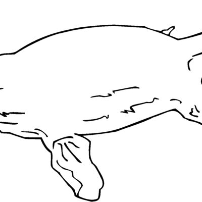 platypus Thumbnail