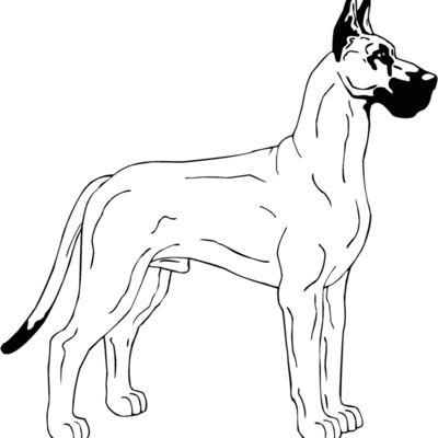 great dane Thumbnail