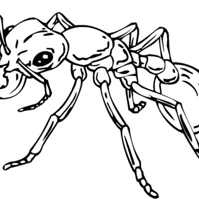 ant Thumbnail