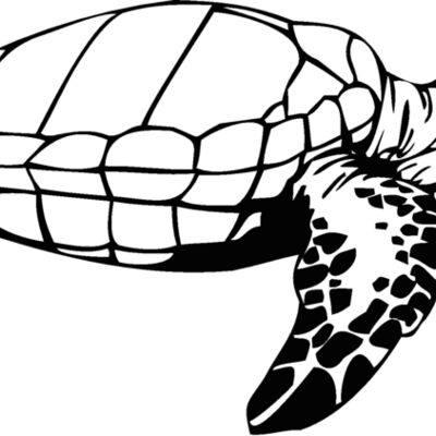 turtle3 Thumbnail