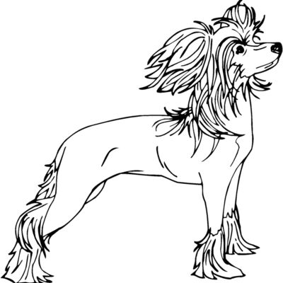 chinese crested dog Thumbnail