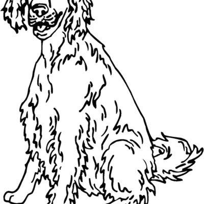 english setter Thumbnail