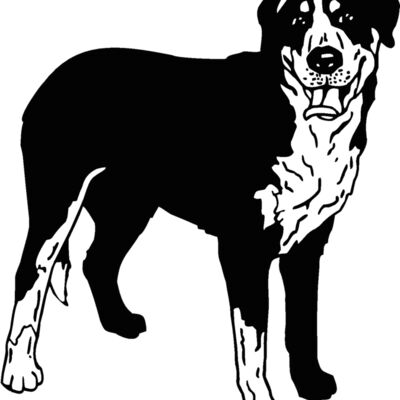 greater swiss mountain dog Thumbnail