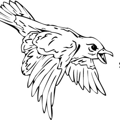 birdcatchingbug Thumbnail