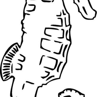 seahorse Thumbnail