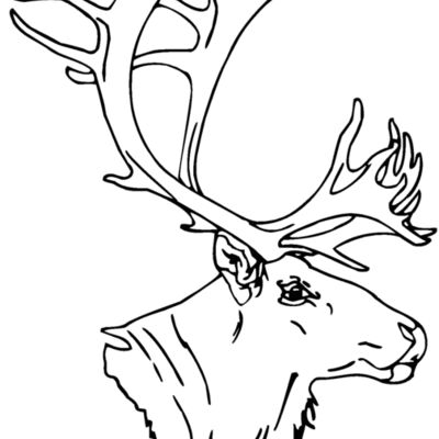 caribou  Thumbnail