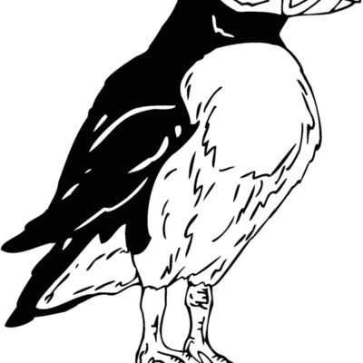 puffin Thumbnail