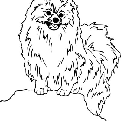 pomeranian Thumbnail
