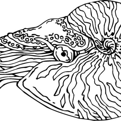nautilus Thumbnail