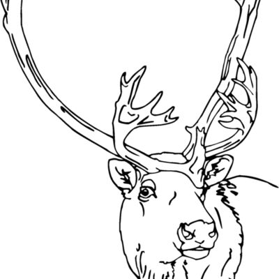 caribou3 Thumbnail