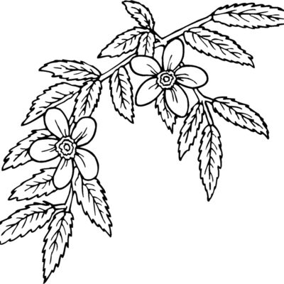 rosa glauca Thumbnail