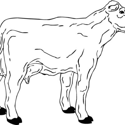cow2 Thumbnail