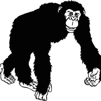 chimpanzee Thumbnail