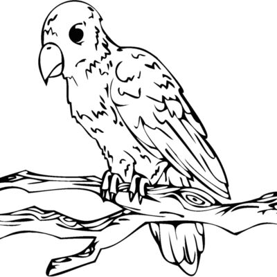 bird on limb Thumbnail