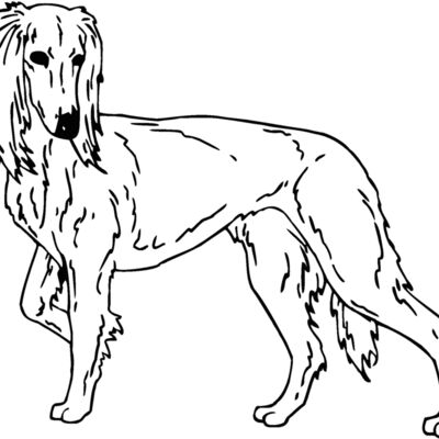 saluki Thumbnail