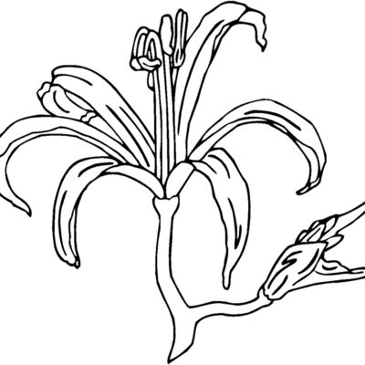 nerine blossom Thumbnail
