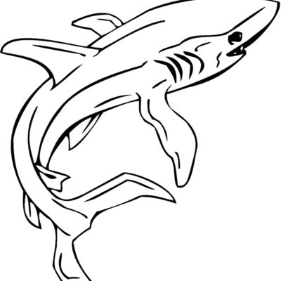 shark2 Thumbnail