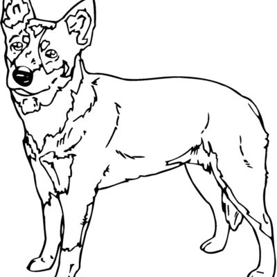 queensland heeler Thumbnail