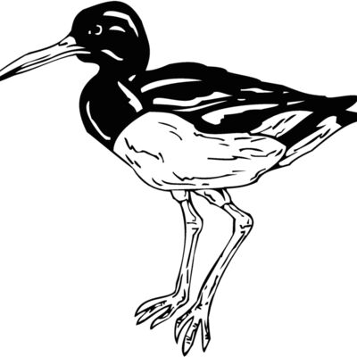 oyster catcher Thumbnail