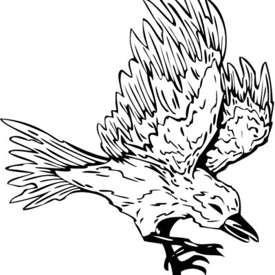 bird13 Thumbnail