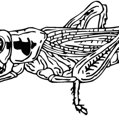 grasshopper Thumbnail