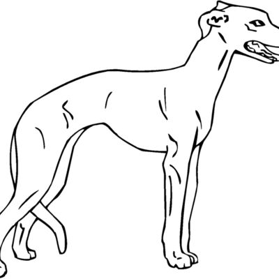 whippet Thumbnail