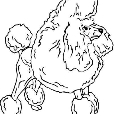 toy poodle Thumbnail