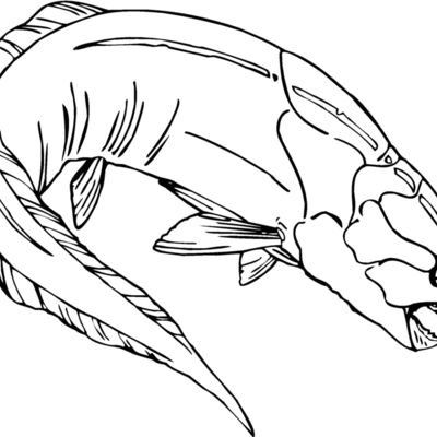 armored dunkleosteus Thumbnail