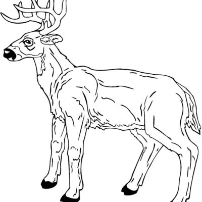 deer 7 Thumbnail