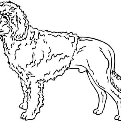 portuguese water dog Thumbnail