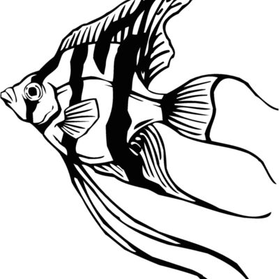 angelfish01 Thumbnail