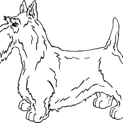 scottish terrier Thumbnail